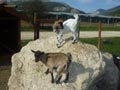 Caprette tibetane