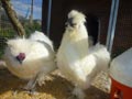 Galline morositas
