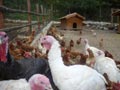 Galline e tacchini