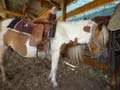Pony per bambini